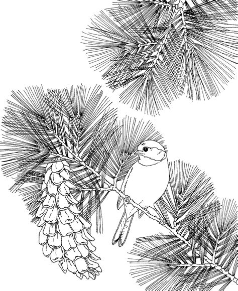 Free Printable Coloring Page...Maine State Bird and Flower, Black-capped Chickadee, White Pine ...