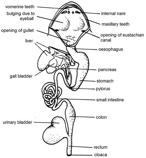 Female Frog Diagram