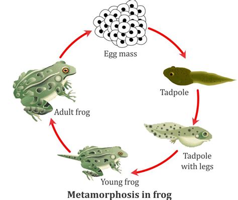 Explain the life cycle of frog - 11959