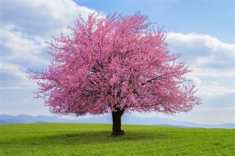 Kwanzan Cherry Blossom Tree Online Sale, Save 57% | jlcatj.gob.mx