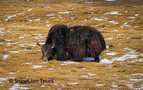Wild animals in Tibet | Tibet Wildlife Tour | SnowLion Tours