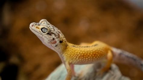 Creating the Perfect Gecko Habitat - GeckoSavvy