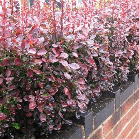 Red Berberis | Berberis ottawensis | Hedges Direct