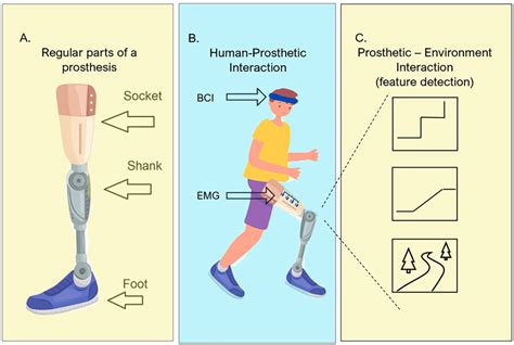 Frontiers | Low limb prostheses and complex human prosthetic ...