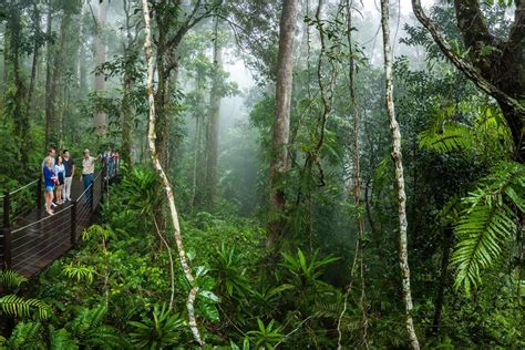 Skyrail Rainforest Cableway | Cairns & Great Barrier Reef