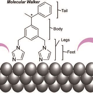 Pioneering examples of molecular machines (a catenane, a molecular... | Download Scientific Diagram