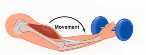 Concentric and Eccentric Contractions - Pocket Prep