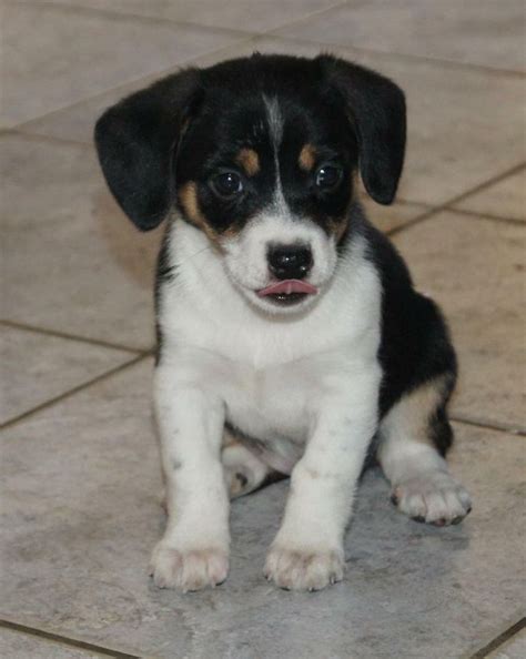 Amy, Chihuahua-Beagle-Mix | Puppies | Pinterest