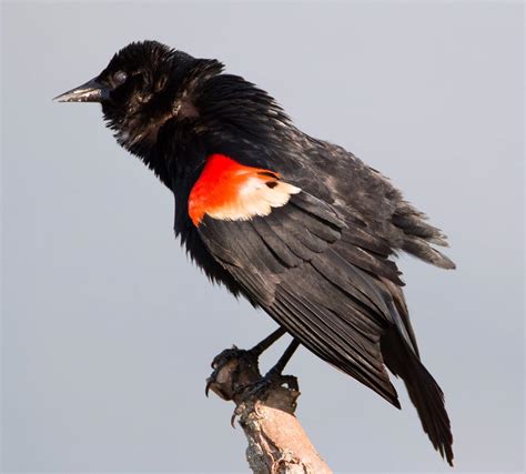 Red-winged Blackbird - Alabama Birding Trails