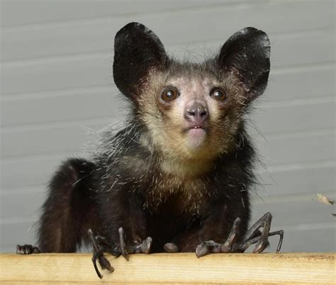 What is Aye-aye - Strangest Animal In The World | KnowInsiders