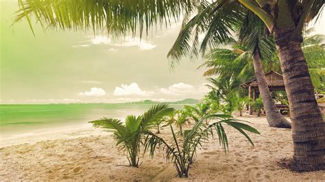 1024x600 resolution | green coconut palm tree HD wallpaper | Wallpaper Flare