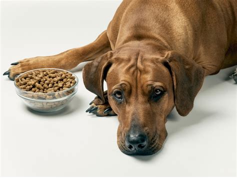 10 Best Dog Food Replacements Your Furry Friend Will Love (Even If They're Losing Interest In ...