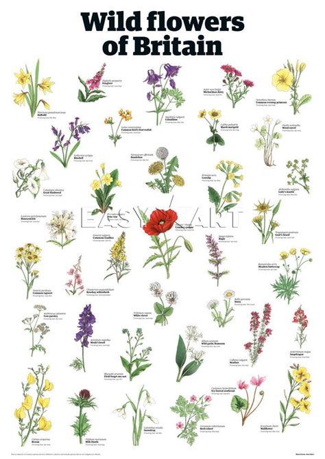 Wild flowers of Britain - The Guardian Collection/Wallcharts | British ...