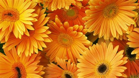 Orange Flowers Wallpapers - Wallpaper Cave