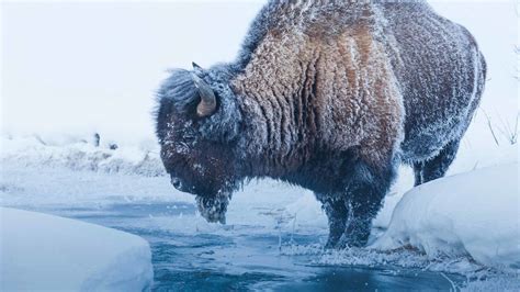 Yellowstone Winter Tours | Yellowstone Winter Wildlife Tours