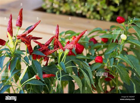 Red chilli tree hi-res stock photography and images - Alamy