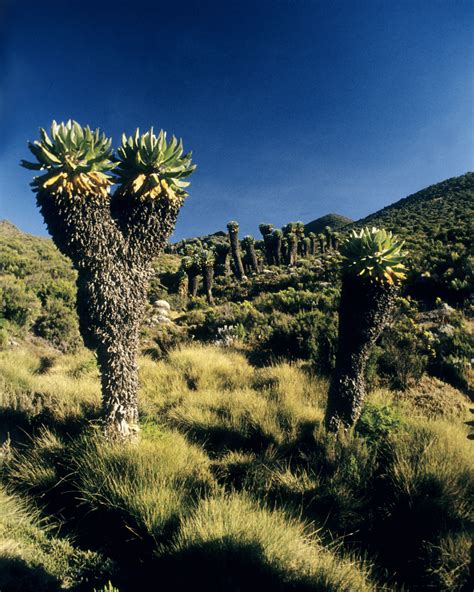 Marvel at the Giant Groundsels of Mt Kilimanjaro – Discvr.blog