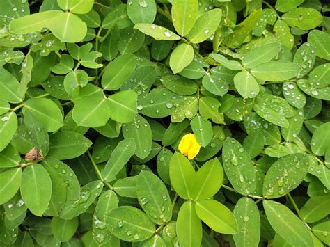 green leafy plants in the garden 20822361 Stock Photo at Vecteezy