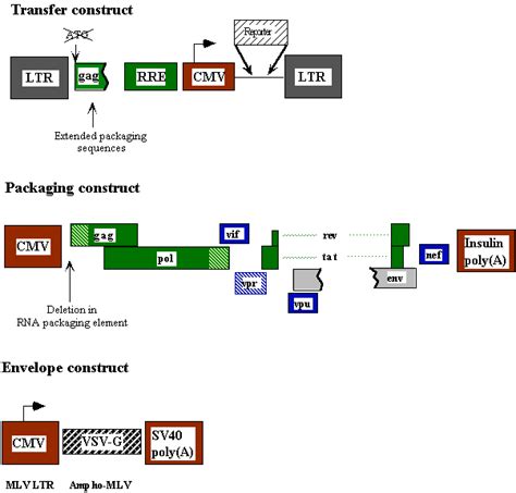 Elements of a prototypical lentiviral vector. A typical lentiviral ...