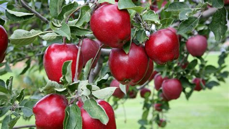 Red Delicious Apple: The Fruit of Knowledge • Arbor Day Blog