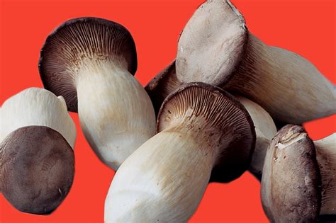 14 Types of Mushrooms and their Uses | Epicurious