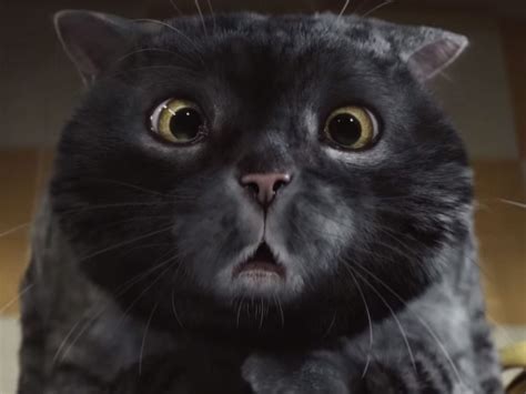 Sainsbury's Christmas advert: Mog the cat returns in heart-warming adventure | The Independent