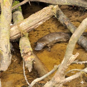 Platypus | San Diego Zoo Animals & Plants