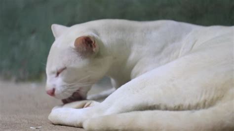 An albino ocelot is the first of its kind found in Colombia after being taken in as a kitten ...