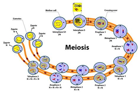 Interphase & Meiosis are different phases of cell Division. Meiosis is the 2nd part of cell ...