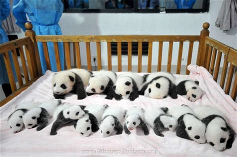 Adoption Giant Pandas from Chengdu Research Base of Giant Panda Breeding