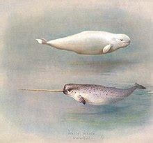 Narwhal - Wikipedia