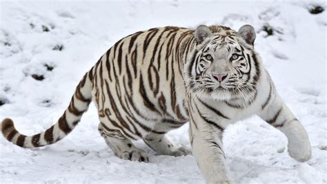 Siberian White Tiger 4k Wallpapers - Wallpaper Cave