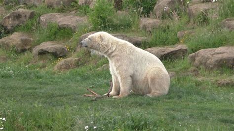 Yorkshire Wildlife Park Polar Bear II - YouTube