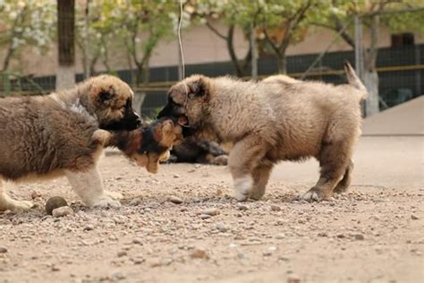 Caucasian Shepherd Puppies For Sale | California Street, CA #219860