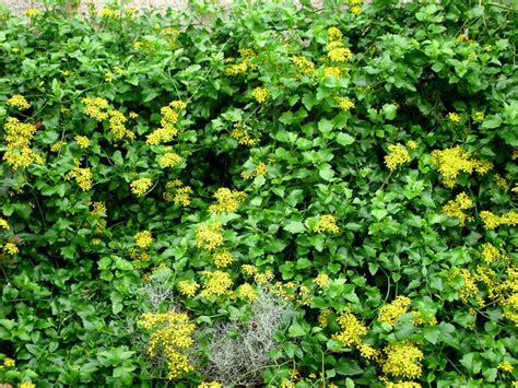 Invasive Ground Cover With Yellow Flowers