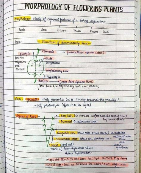 Solution Best Handwritten Notes Of Morphology Morphology Of Flowering | sexiezpix Web Porn