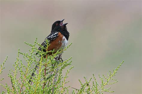 Rufous-Sided Towhee | Sean Crane Photography