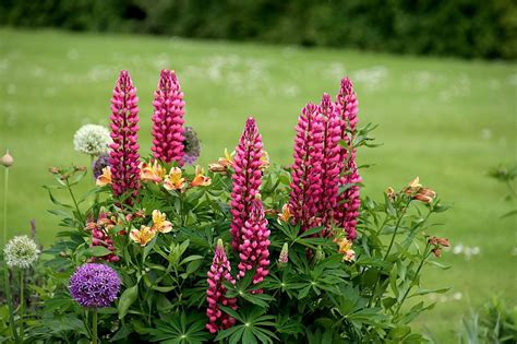 How to Grow Lupine Flowers (Lupinus) | LaptrinhX / News