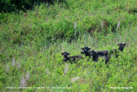 BioCamp for conservation: More finance needed to save the Philippines’ vanishing Tamaraws | BIOFIN