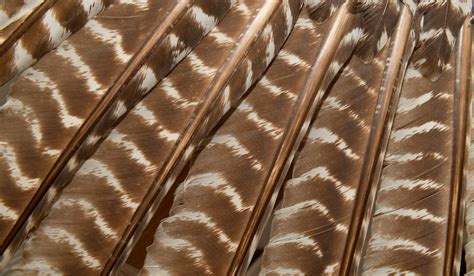 Top 4 Uses For Wild Turkey Feathers | OutdoorHub