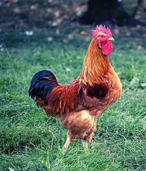 New Hampshire Chicken Breed: Eggs, Color, Temperament, Picture