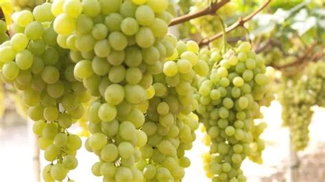 Malvasia - White Wine Grape Variety