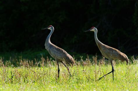 Wading Birds | photography