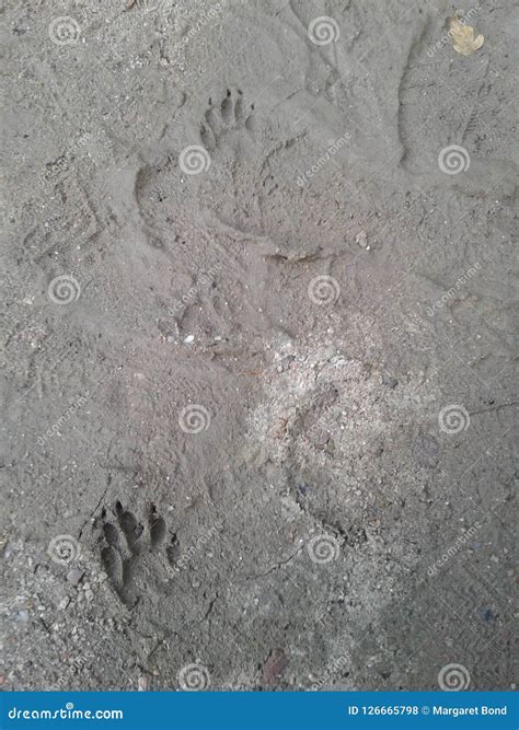 Raccoon tracks in the mud stock photo. Image of back - 126665798