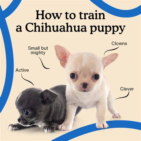 How To Train A Chihuahua Puppy – The Ultimate Guide - Zigzag