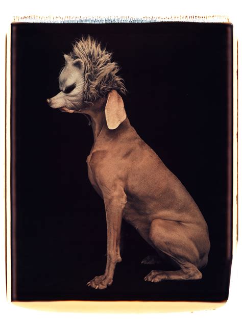 The Wonderful, Rarely Seen World of William Wegman (Published 2017) | William wegman, Weimaraner ...