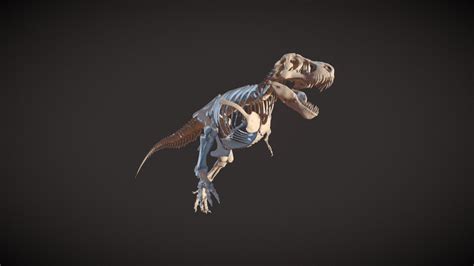 Tyrannosaurus rex Stan skeleton - Download Free 3D model by Pomona ...