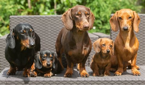 6 Types of Dachshunds: Wiener Dog Info, Pictures, Traits & More | Hepper