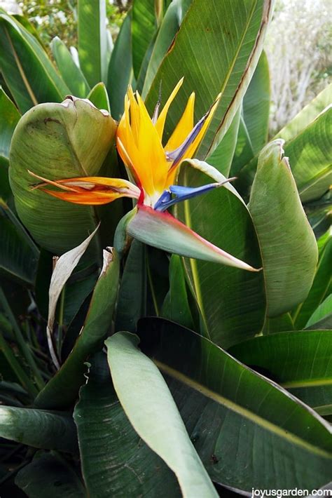 Bird Of Paradise Plant Care: A Complete Growing Guide