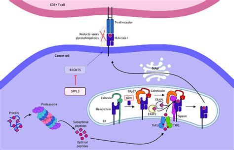 Function of Human Leukocyte Antigen Class I Antigen-Processing ...